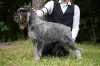 Photo №1. schnauzer moyen - à vendre en ville de Korolev | 493€ | Annonce №99533