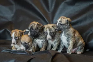 Photo №3. CHIOTS WHIPPET. Fédération de Russie