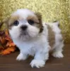 Photo №2 de l'annonce № 111503 de la vente shih tzu - acheter à Fédération de Russie 