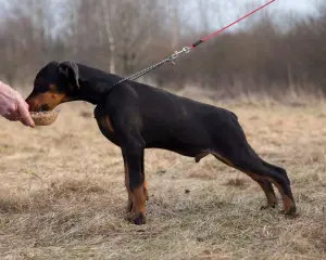 Photo №4. Je vais vendre dobermann en ville de Minsk. de la fourrière - prix - 512€