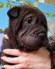 Photos supplémentaires: chiots shar pei