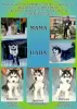 Photo №1. husky de sibérie - à vendre en ville de Иваново | négocié | Annonce №47053