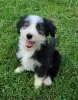 Photo №2 de l'annonce № 110091 de la vente bearded collie - acheter à USA 