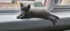 Photo №4. Je vais vendre british shorthair en ville de Утрехт.  - prix - Gratuit