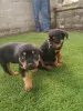 Photo №1. rottweiler - à vendre en ville de Йонава | 340€ | Annonce №37087