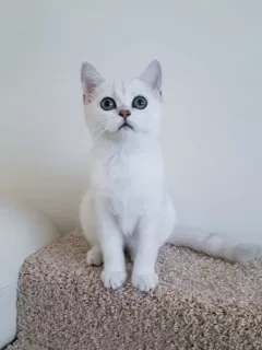 Photo №1. british shorthair - à vendre en ville de Kalouga | 192€ | Annonce № 6718