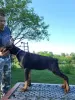 Photo №4. Je vais vendre dobermann en ville de Obrenovac.  - prix - négocié