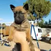 Photo №3. Chiots Malinois belges disponibles. Allemagne