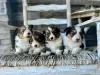 Photo №1. welsh corgi - à vendre en ville de Филадельфия | négocié | Annonce №99278