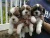 Photo №1. shih tzu - à vendre en ville de Galtby | négocié | Annonce №55334