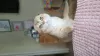 Photo №1. scottish fold - à vendre en ville de Omsk | 554€ | Annonce № 104951