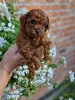 Photo №1. caniche (jouet) - à vendre en ville de Нови Сад | négocié | Annonce №120644