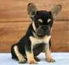 Photos supplémentaires: chiots bouledogue français