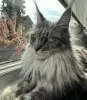 Photo №4. Je vais vendre maine coon en ville de Laredo. annonce privée - prix - 284€