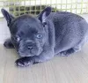 Photo №1. bouledogue - à vendre en ville de Plonger | négocié | Annonce №77779