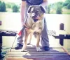 Photos supplémentaires: Agent de sécurité Alpha Caucasian Shepherd mix. Vous cherchez une maison!