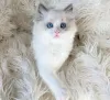 Photo №1. ragdoll - à vendre en ville de Denver | 331€ | Annonce № 104317