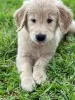 Photo №1. golden retriever - à vendre en ville de Texas City | Gratuit | Annonce №46546