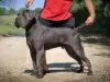 Photo №1. cane corso - à vendre en ville de Žitište | négocié | Annonce №108505