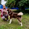 Photo №1. malamute de l'alaska - à vendre en ville de Koursk | négocié | Annonce №36314