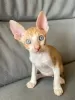 Photo №1. cornish rex - à vendre en ville de Vienna | 300€ | Annonce № 88502