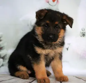 Photos supplémentaires: Chiot de berger allemand