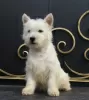 Photos supplémentaires: Chiot West Highland White Terrier d'Interchampion