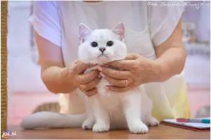 Photo №4. Je vais vendre british shorthair en ville de Cherkessk. de la fourrière - prix - 806€