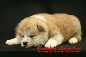 Photo №3. Réservez des chiots Akita Inu. Date de naissance 04/12/2019 Okra rouge.. Fédération de Russie