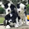 Photo №1. border collie - à vendre en ville de Berlin | Gratuit | Annonce №90405