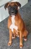 Photo №1. boxer - à vendre en ville de Oakland | 1420€ | Annonce №92660