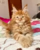 Photo №2 de l'annonce № 104000 de la vente maine coon - acheter à Allemagne éleveur