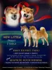 Photo №1. shiba - à vendre en ville de Москва | négocié | Annonce №23072