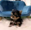 Photo №1. yorkshire terrier - à vendre en ville de Springfield | 284€ | Annonce №117689