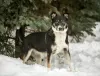 Photos supplémentaires: Margo le chien est une trouvaille entre de bonnes mains.