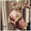 Photo №4. Je vais vendre american bully en ville de Vilnius. éleveur - prix - 3000€