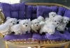 Photo №1. bichon maltais - à vendre en ville de Unna | Gratuit | Annonce №130236