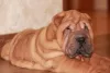 Photos supplémentaires: Chiots Shar Pei