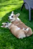 Photos supplémentaires: A vendre très beau chiot corgi gallois pembroke