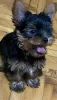 Photo №3. Mini Yorkies. Serbie