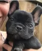 Photo №4. Je vais vendre bouledogue en ville de Cochem. annonce privée - prix - 404€