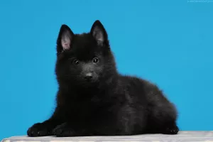 Photos supplémentaires: Schipperke Boys