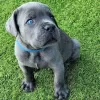 Photo №1. cane corso - à vendre en ville de Valmadonna | négocié | Annonce №24950