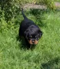 Photo №1. rottweiler - à vendre en ville de Калинковичи | 1000€ | Annonce №51860