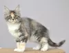 Photo №1. maine coon - à vendre en ville de Kazan | négocié | Annonce № 6360