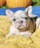 Photo №4. Je vais vendre bouledogue en ville de Лидс. annonce privée - prix - Gratuit