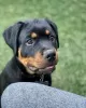 Photo №1. rottweiler - à vendre en ville de Братислава | 450€ | Annonce №118170