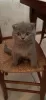 Photo №1. scottish fold - à vendre en ville de Монсегюр | négocié | Annonce № 19725