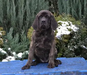 Photo №2 de l'annonce № 4205 de la vente mastiff - acheter à Ukraine de la fourrière