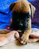 Photo №1. boxer - à vendre en ville de Сало | négocié | Annonce №54785